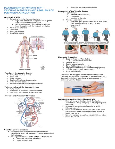 vascular 意思